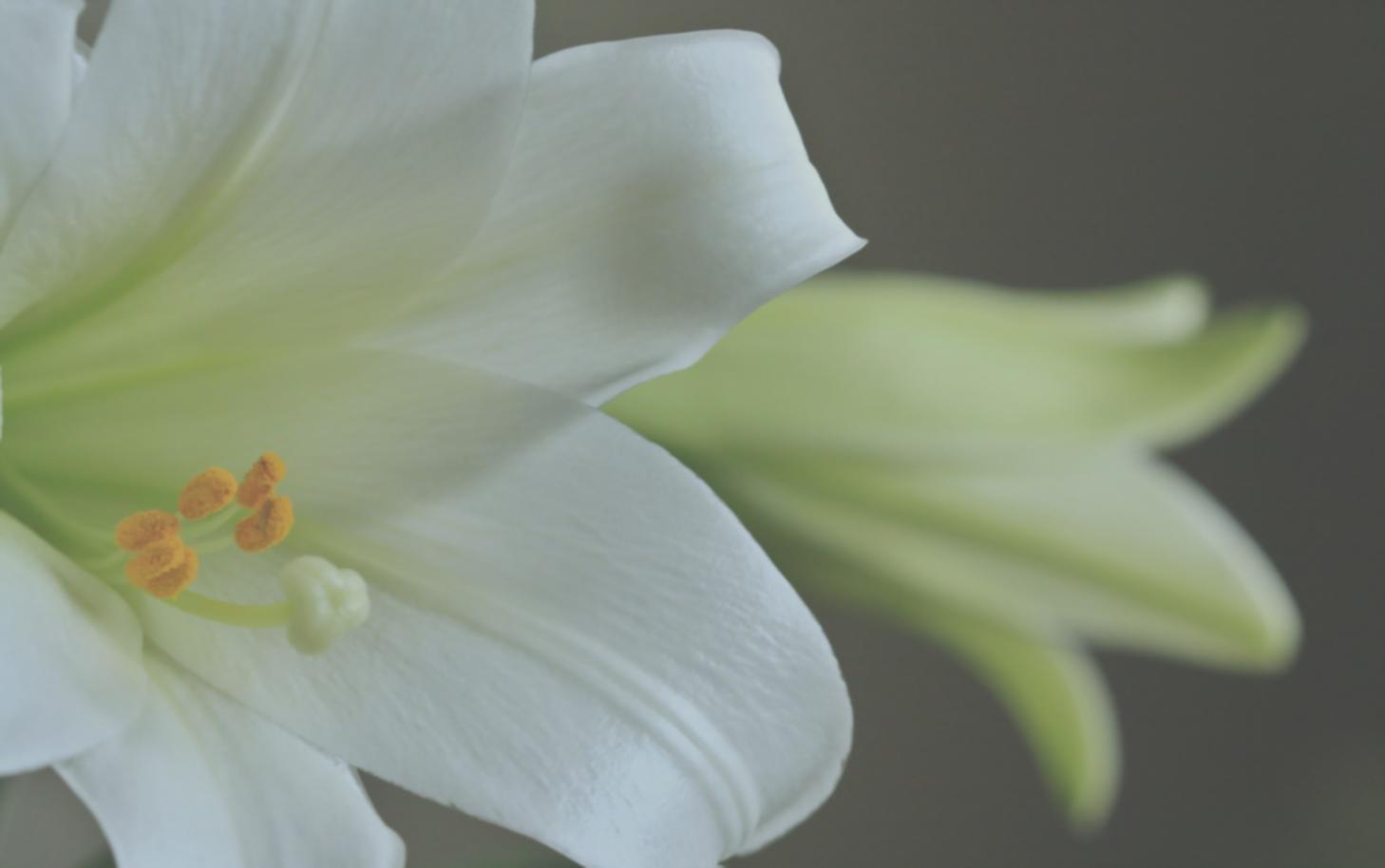 Atelier de formation en art floral pour professionnels