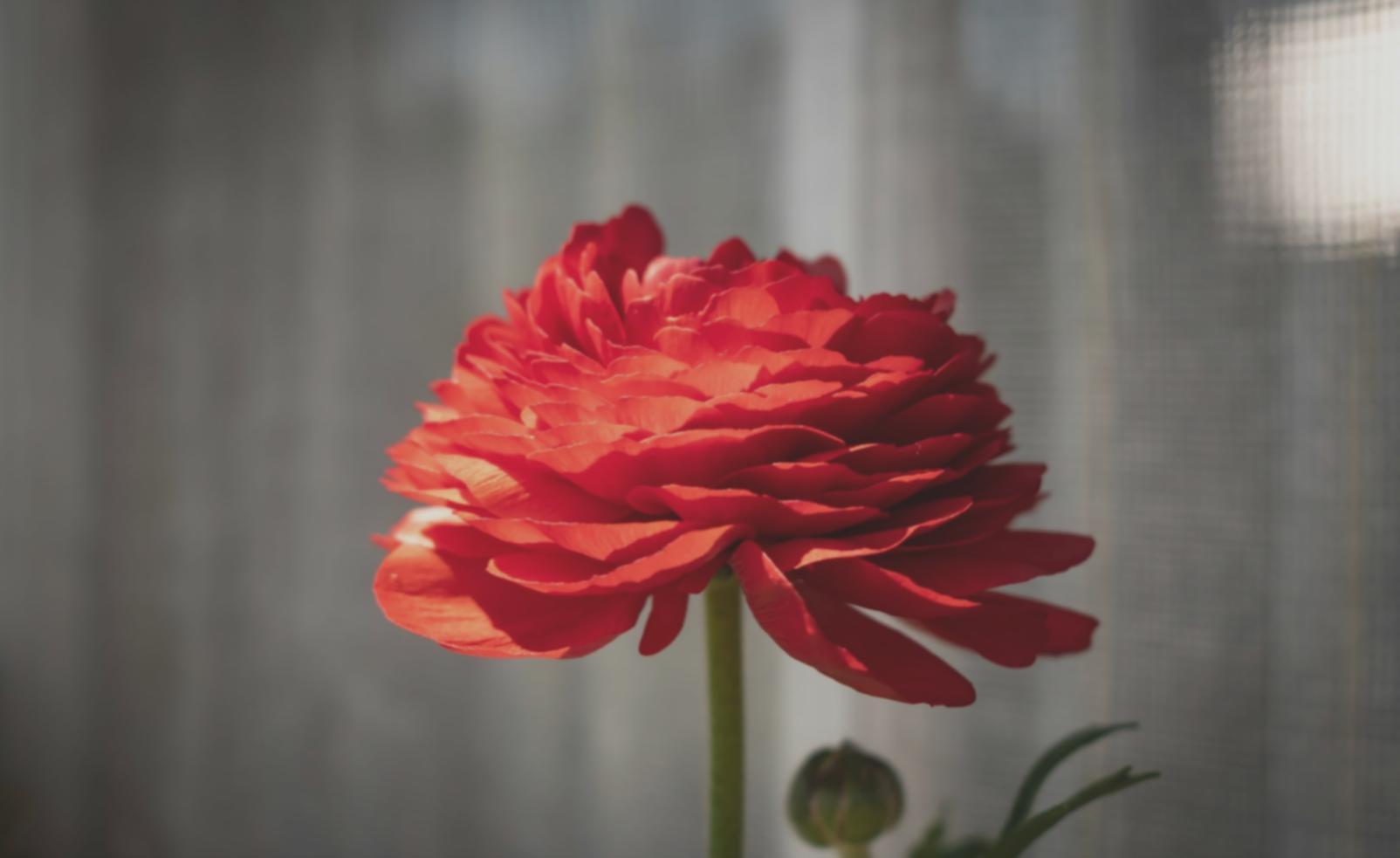 Espace de travail avec matériel professionnel de composition florale